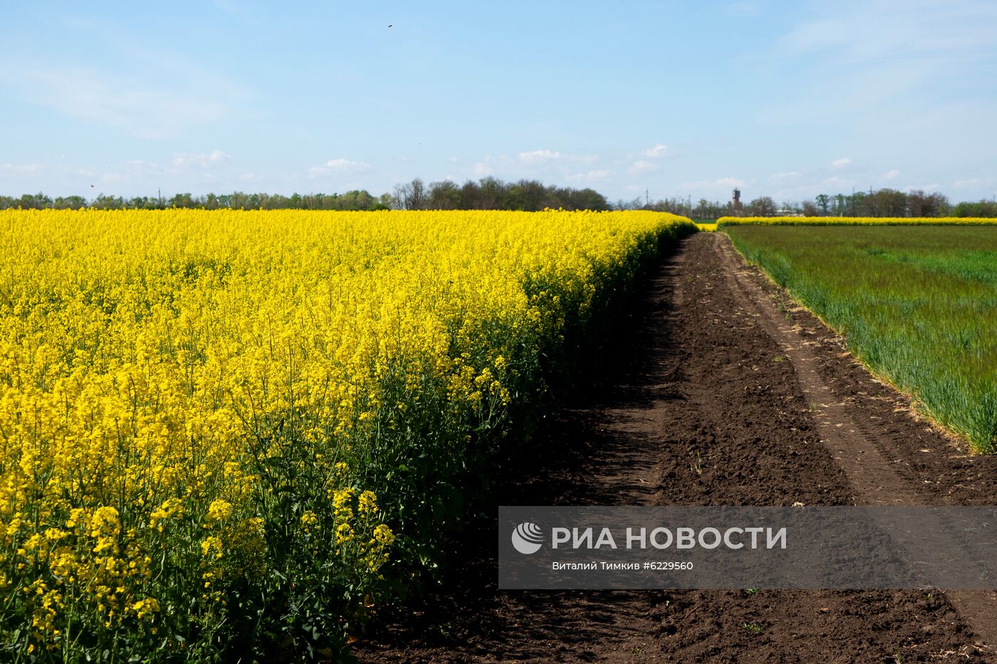 Цветение рапса в Краснодарском крае