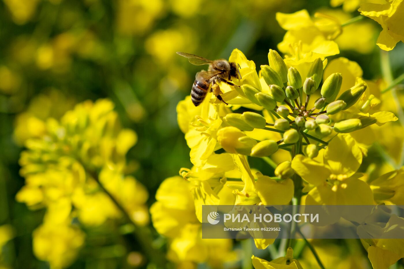 Цветение рапса в Краснодарском крае