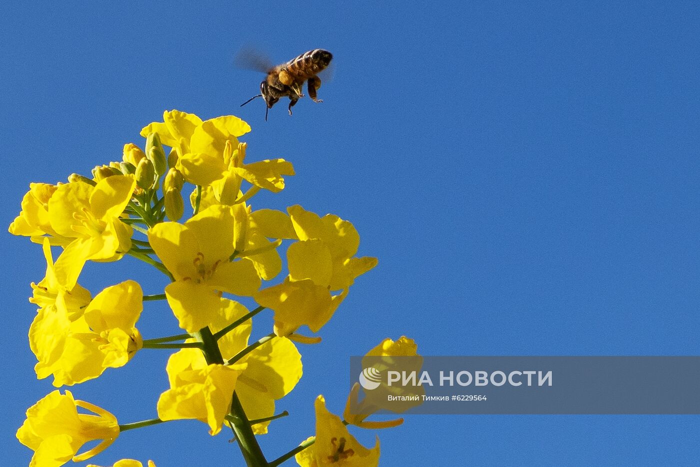 Цветение рапса в Краснодарском крае