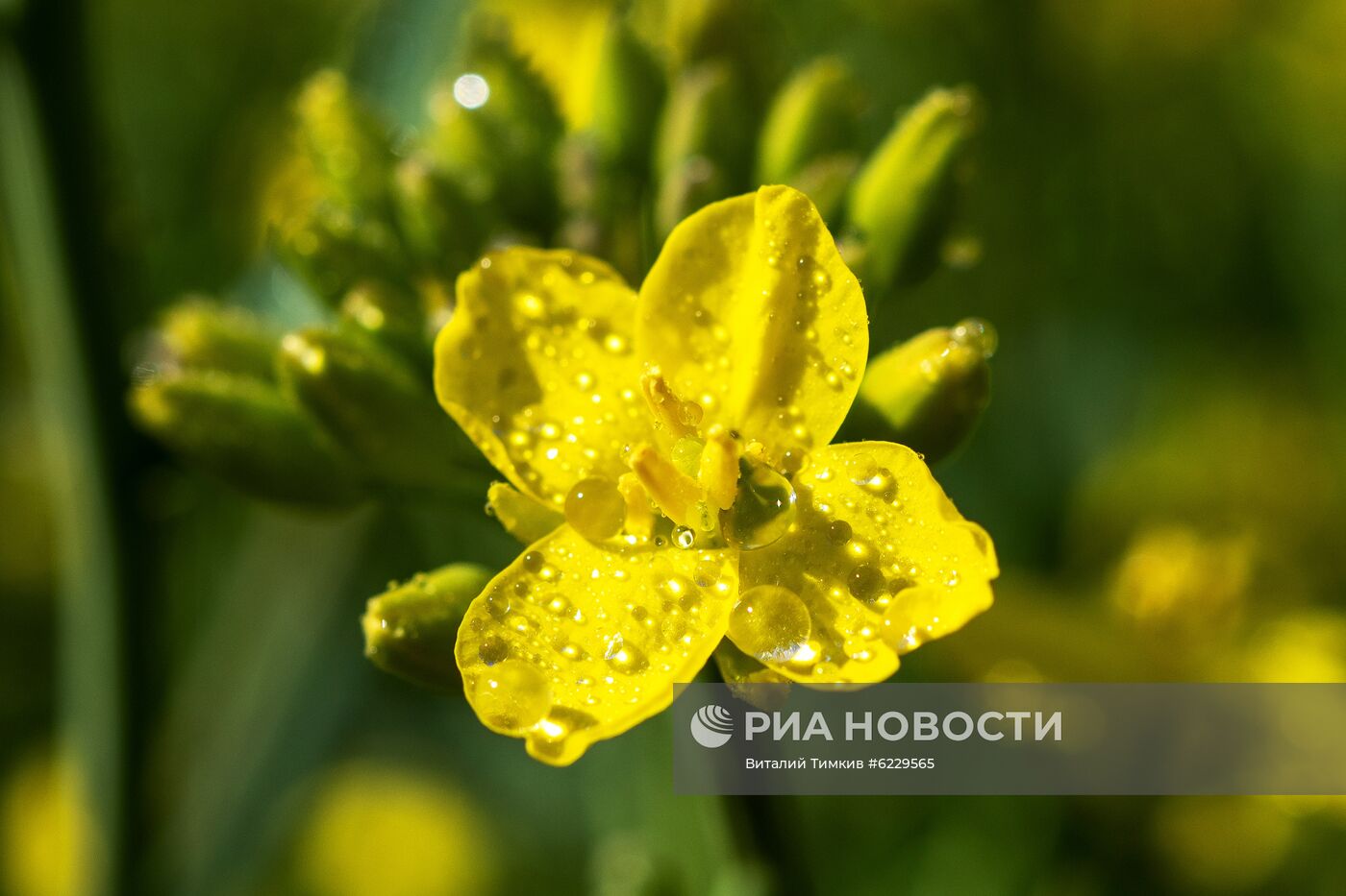 Цветение рапса в Краснодарском крае