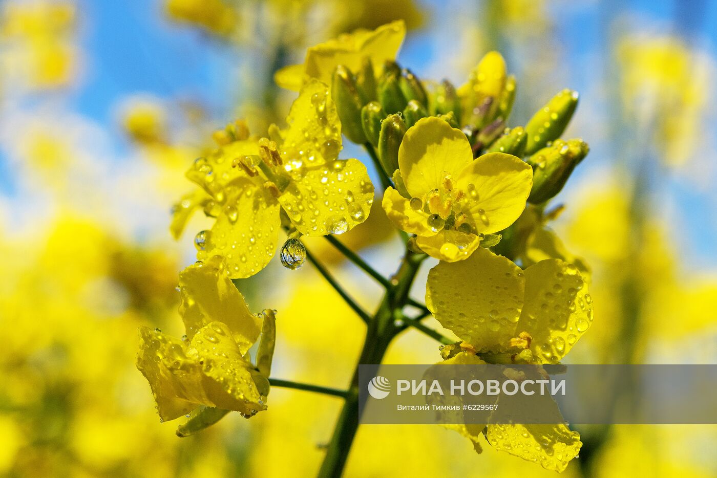 Цветение рапса в Краснодарском крае