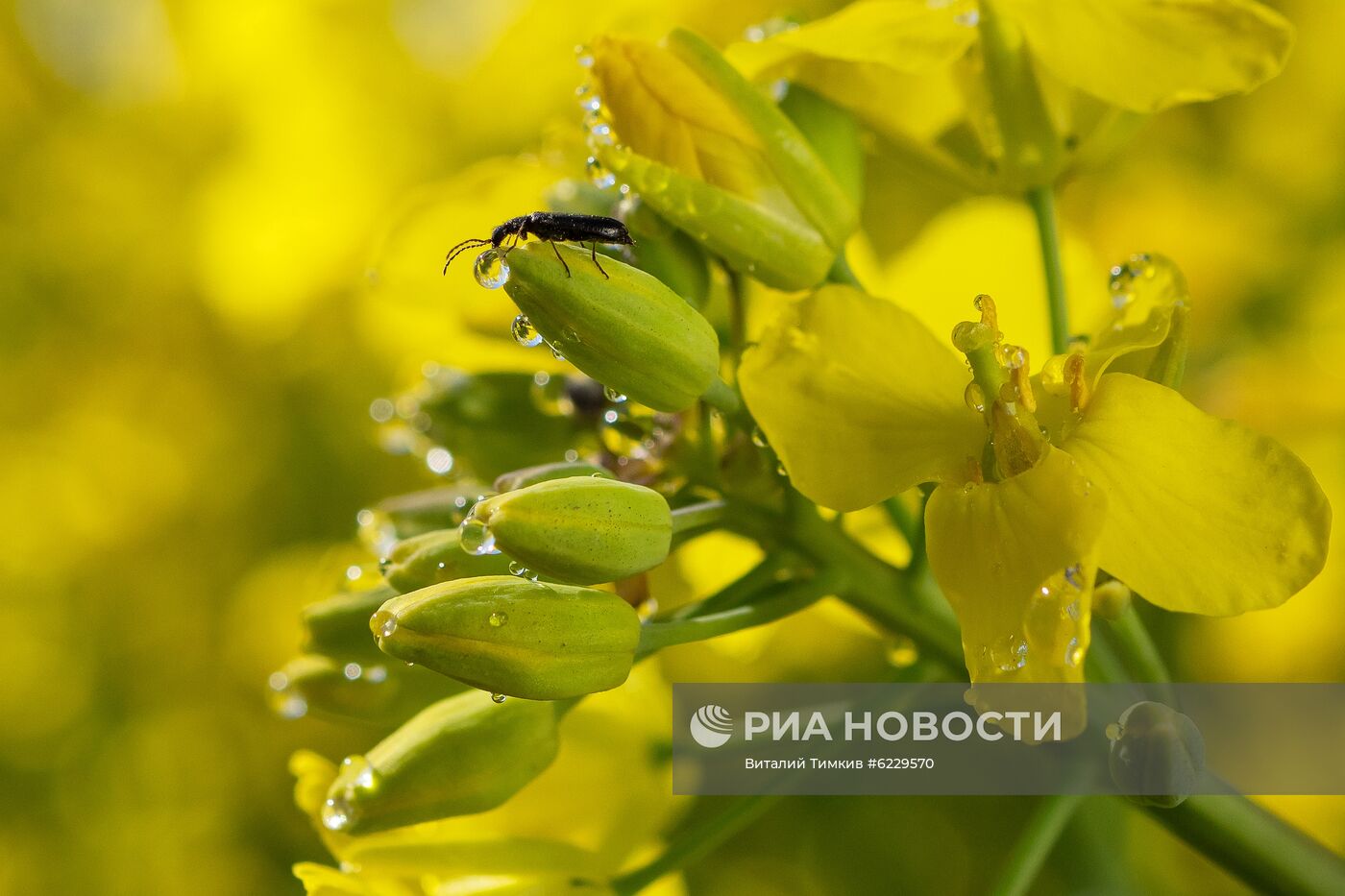 Цветение рапса в Краснодарском крае