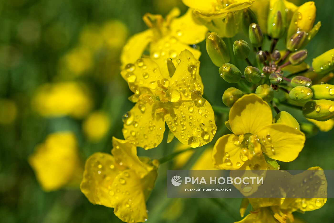 Цветение рапса в Краснодарском крае