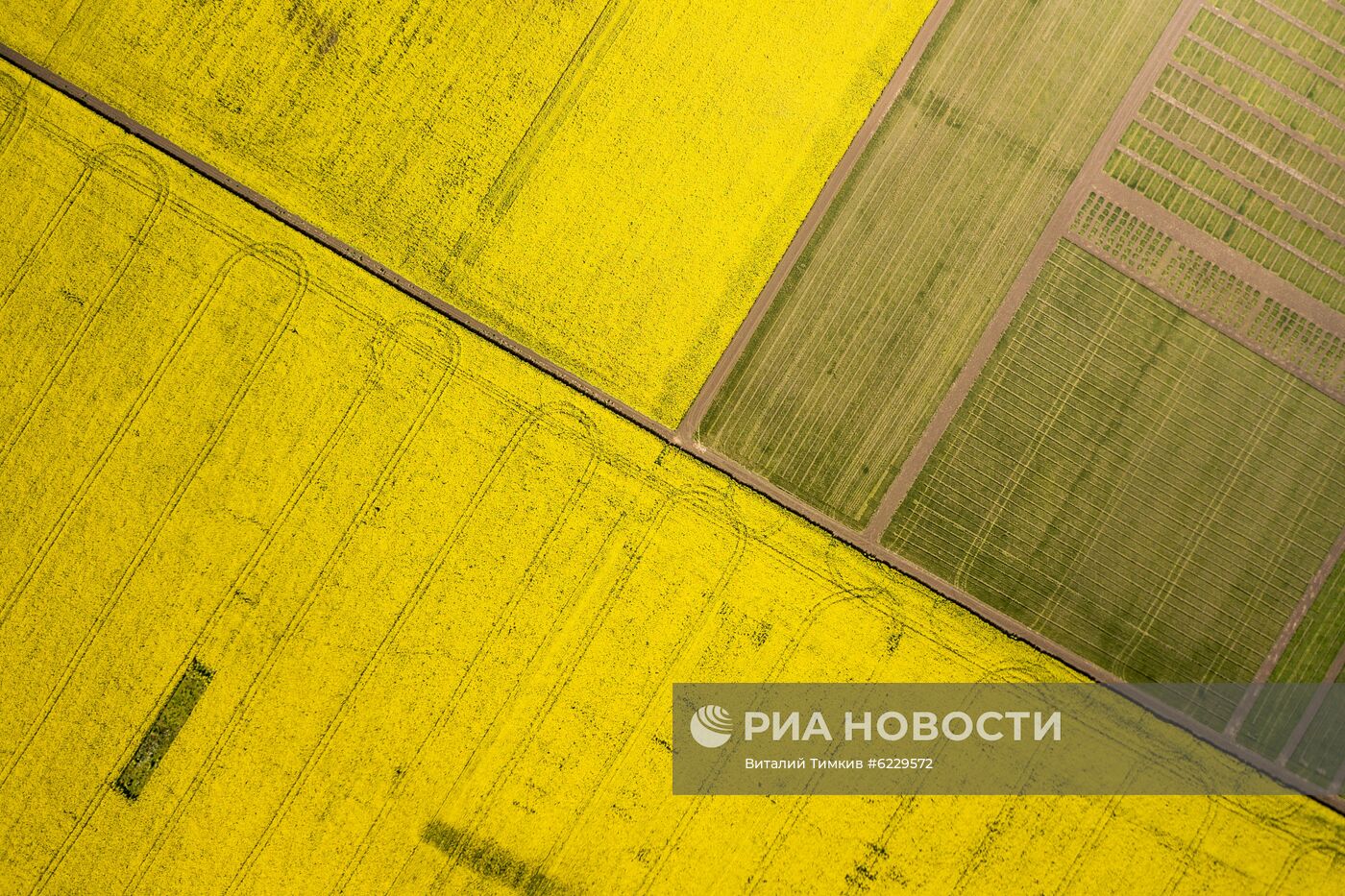 Цветение рапса в Краснодарском крае