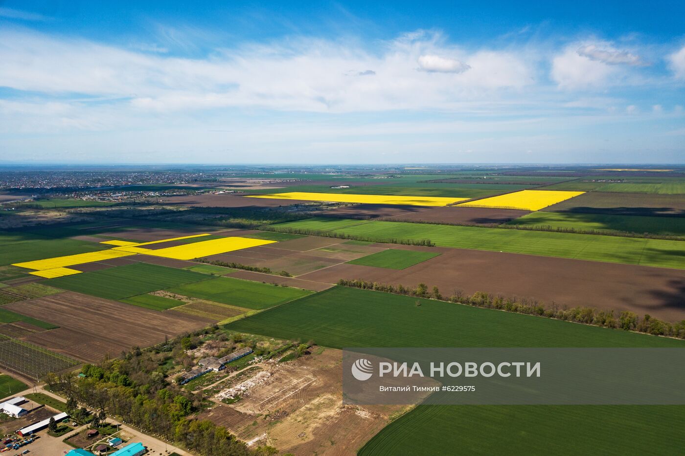 Цветение рапса в Краснодарском крае
