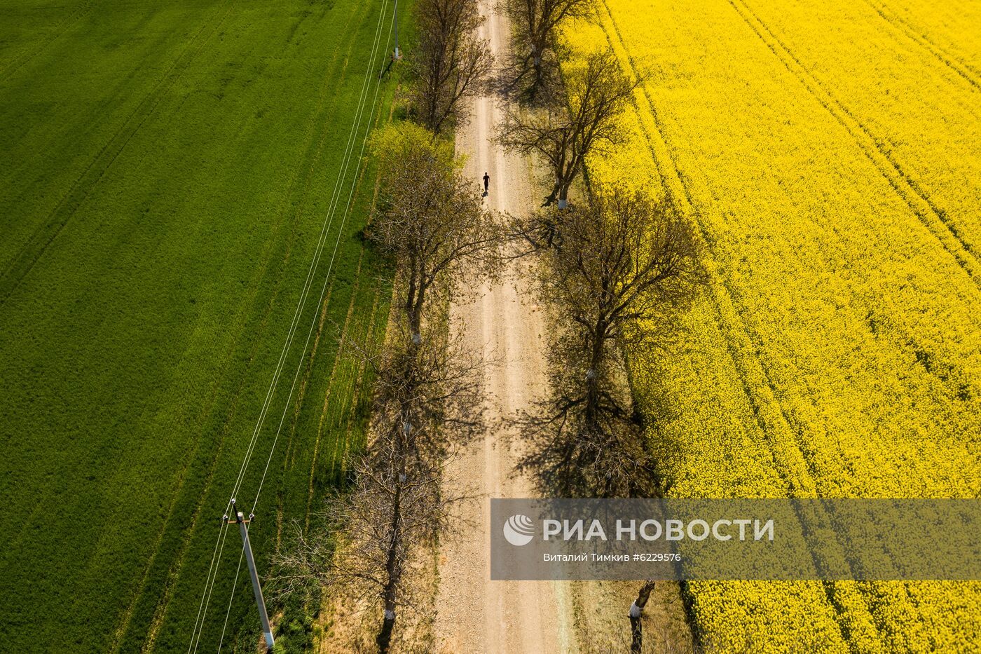 Цветение рапса в Краснодарском крае