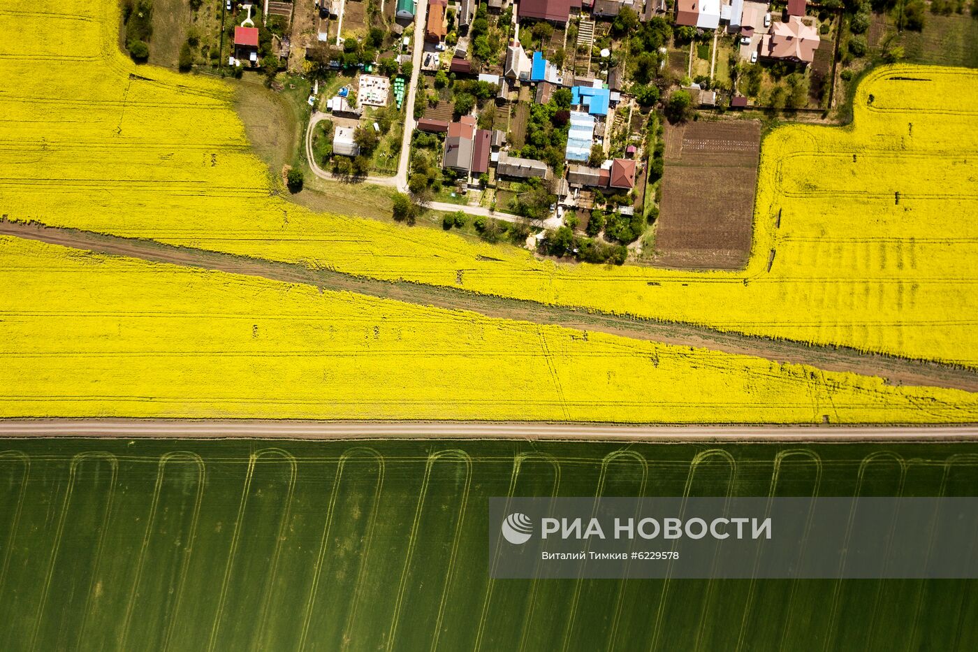 Цветение рапса в Краснодарском крае