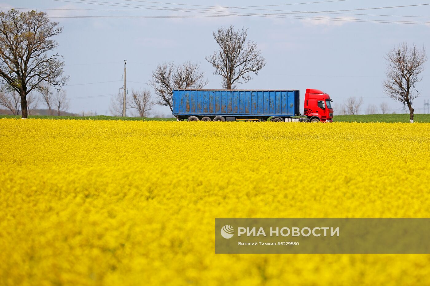 Цветение рапса в Краснодарском крае