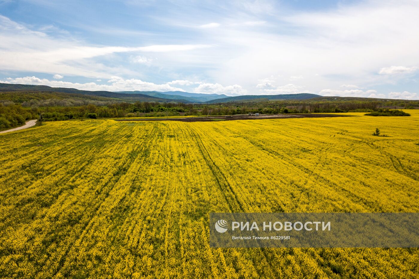 Цветение рапса в Краснодарском крае