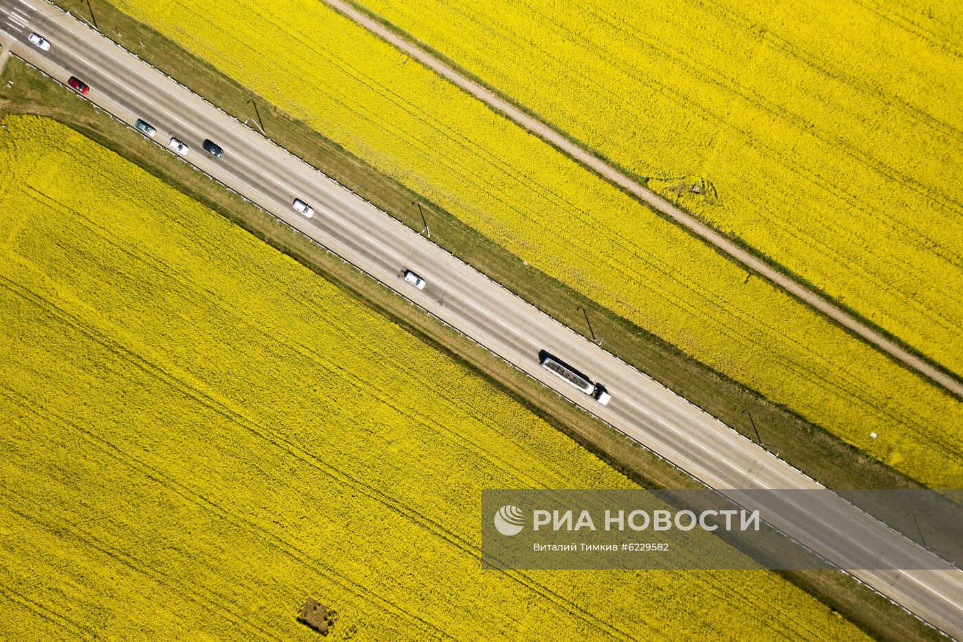 Цветение рапса в Краснодарском крае