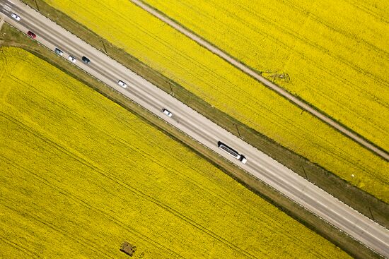 Цветение рапса в Краснодарском крае