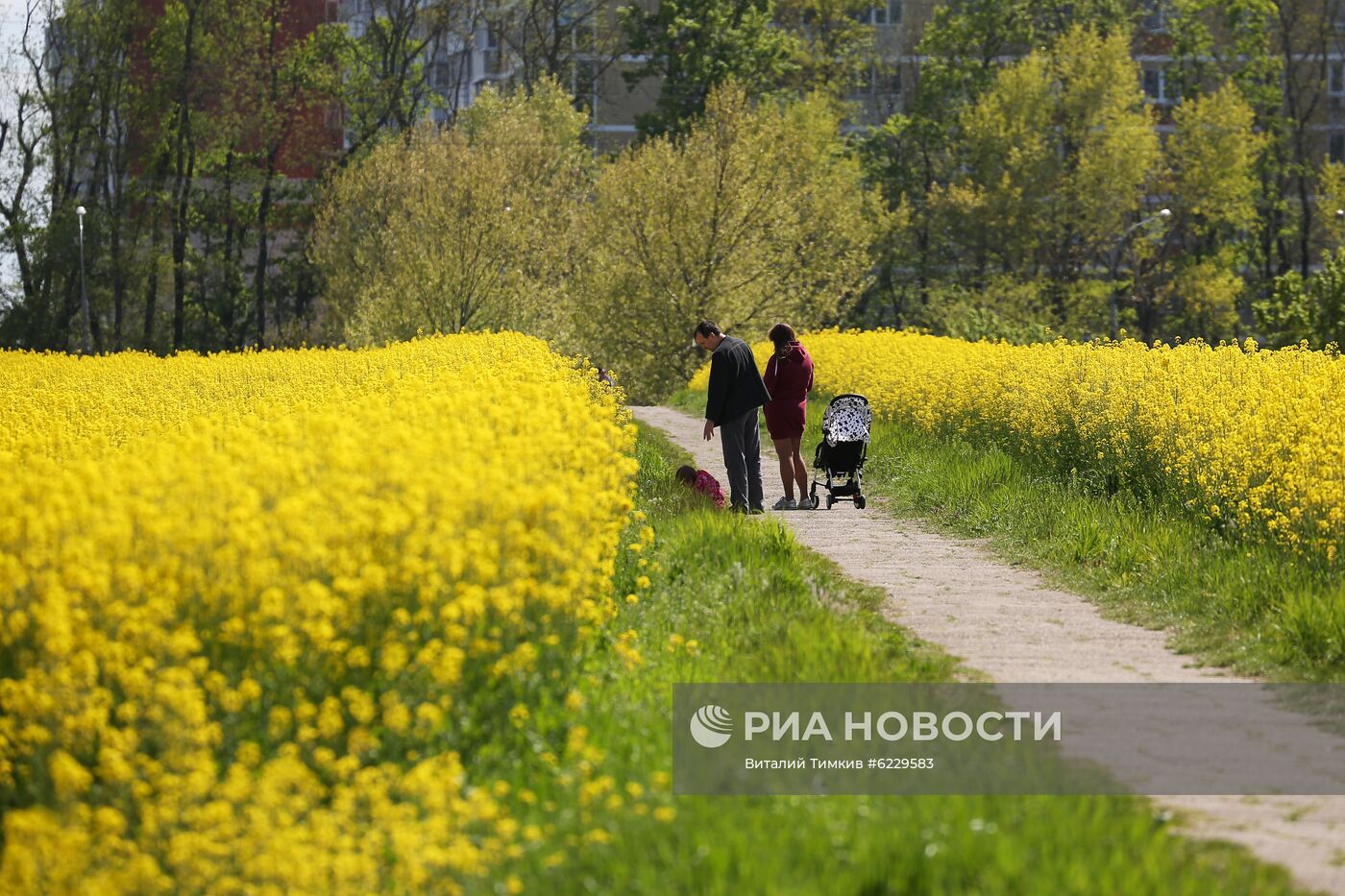 Цветение рапса в Краснодарском крае