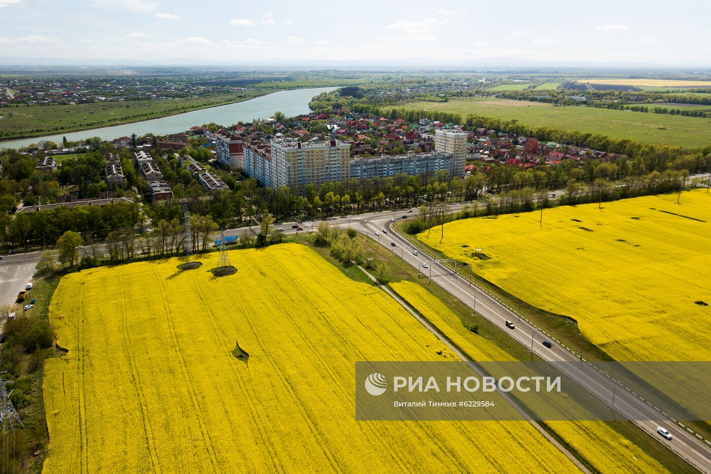 Цветение рапса в Краснодарском крае