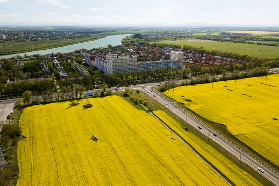 Цветение рапса в Краснодарском крае