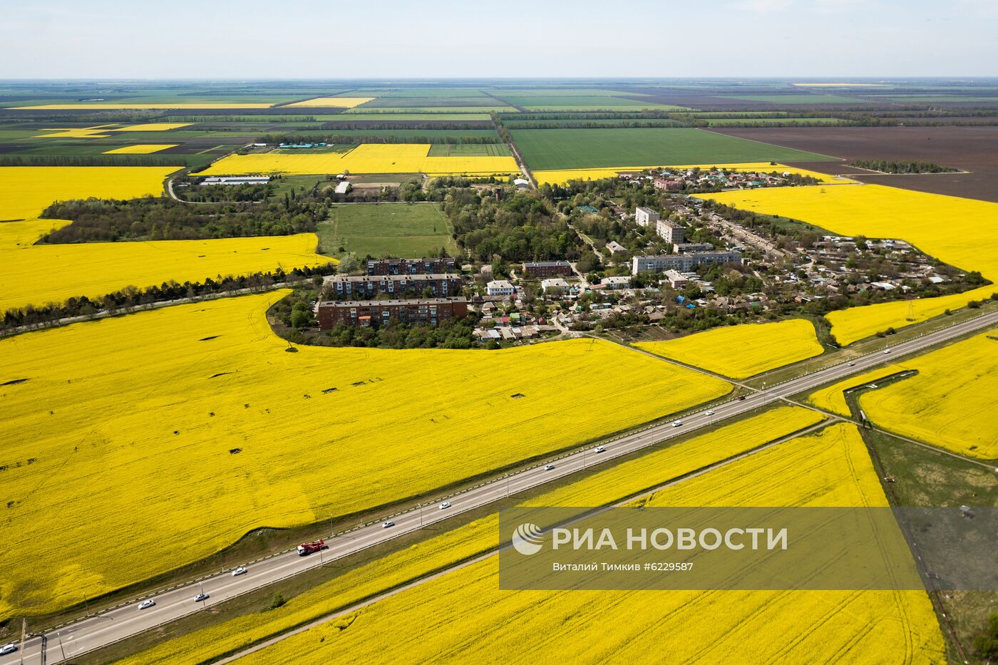 Цветение рапса в Краснодарском крае