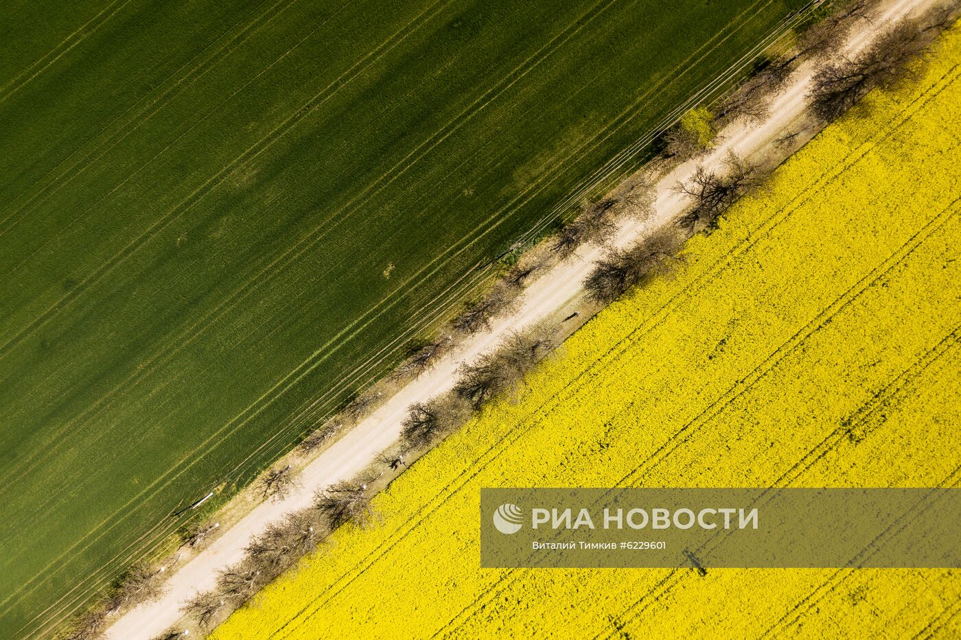 Цветение рапса в Краснодарском крае