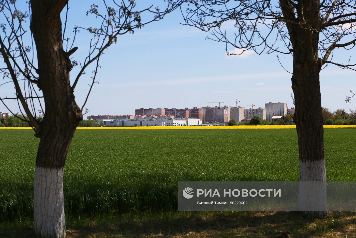 Цветение рапса в Краснодарском крае