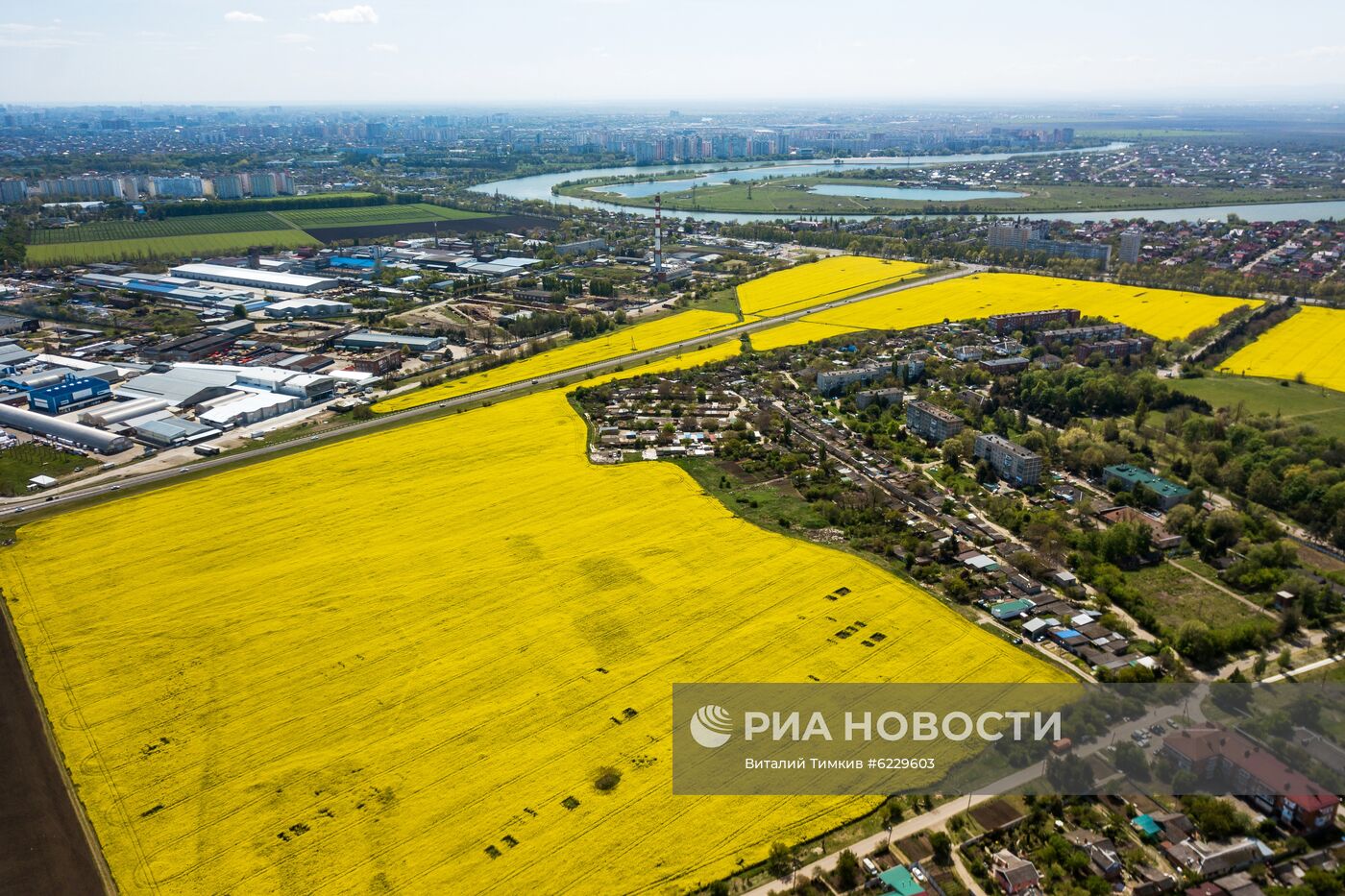 Цветение рапса в Краснодарском крае