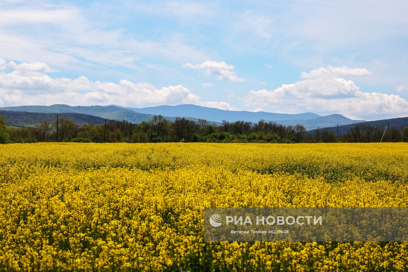 Цветение рапса в Краснодарском крае