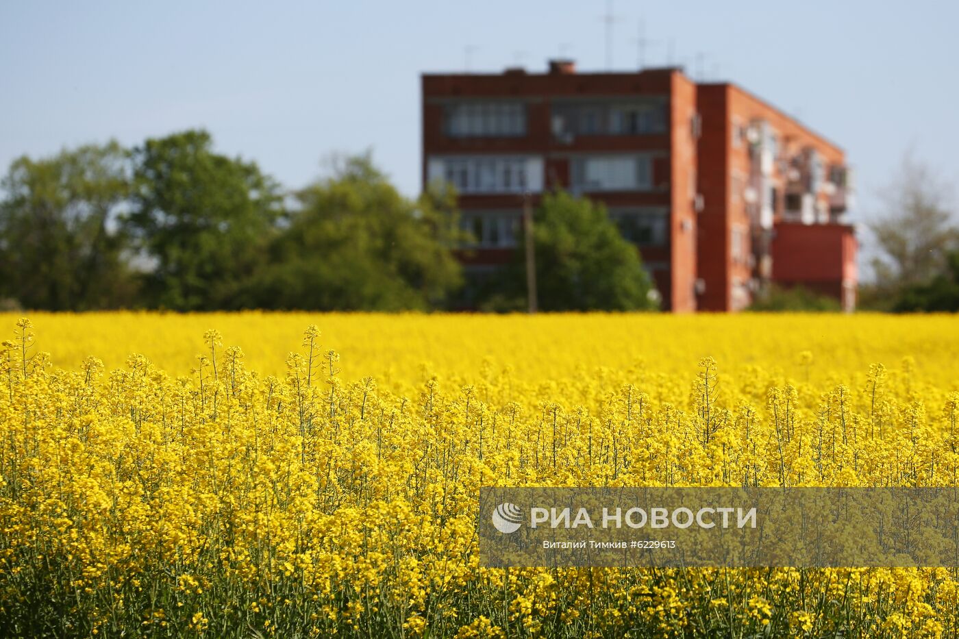 Цветение рапса в Краснодарском крае