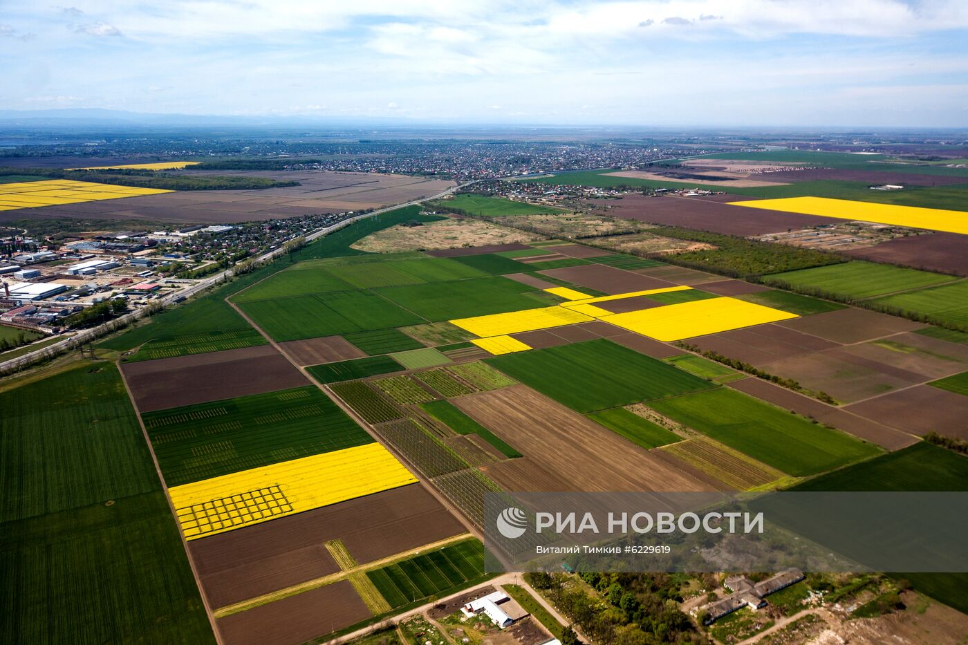 Цветение рапса в Краснодарском крае