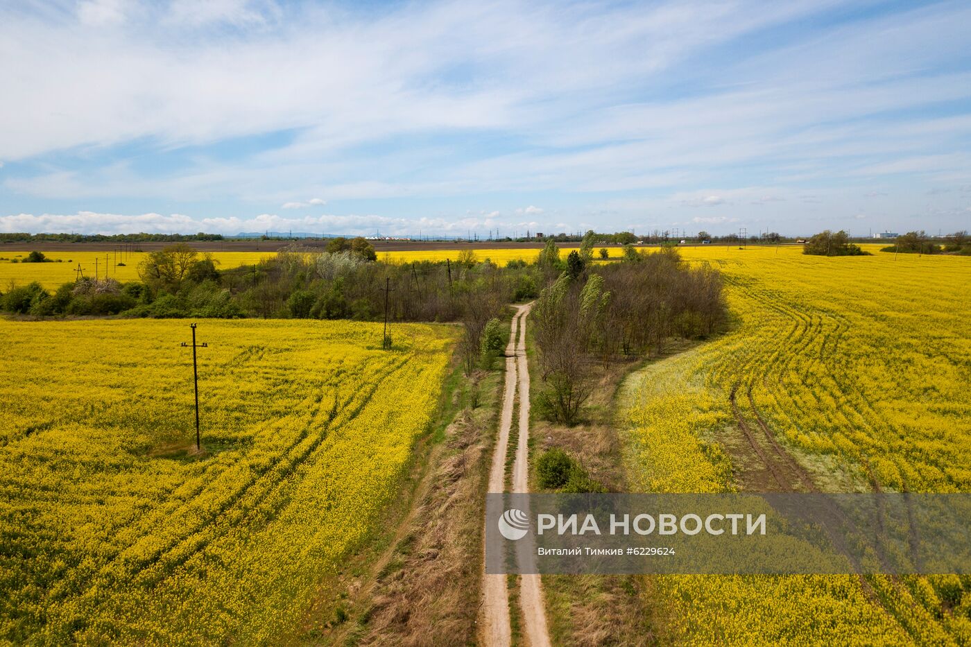 Цветение рапса в Краснодарском крае
