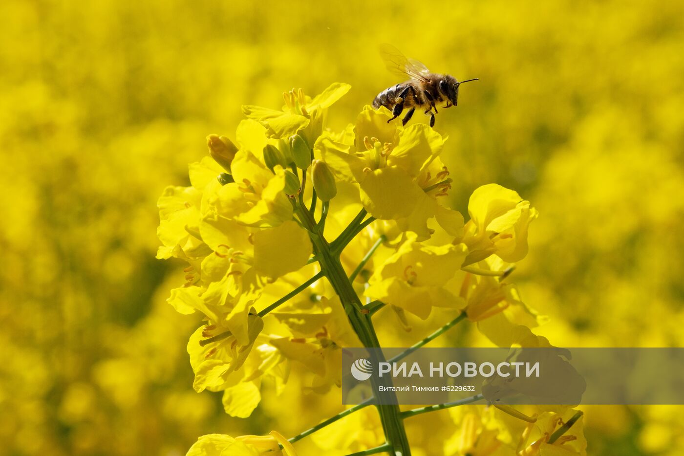 Цветение рапса в Краснодарском крае
