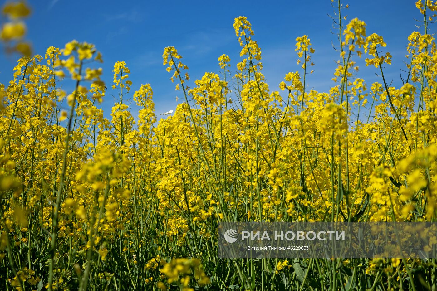 Цветение рапса в Краснодарском крае
