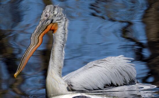 Профилактика распространения клещей в зоопарке "Роев ручей"
