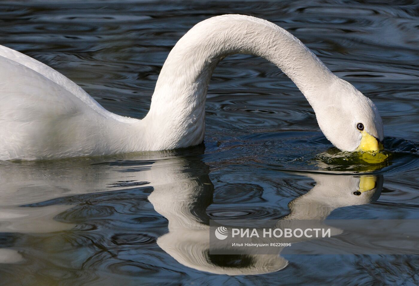 Профилактика распространения клещей в зоопарке "Роев ручей"