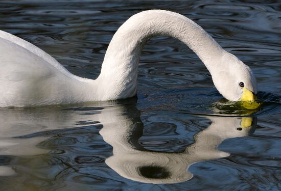 Профилактика распространения клещей в зоопарке "Роев ручей"