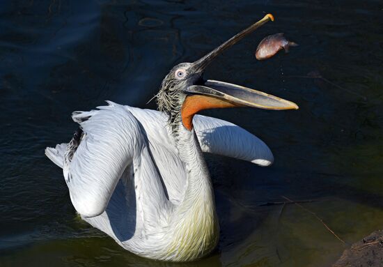 Профилактика распространения клещей в зоопарке "Роев ручей"
