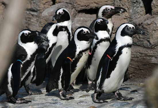 Профилактика распространения клещей в зоопарке "Роев ручей"