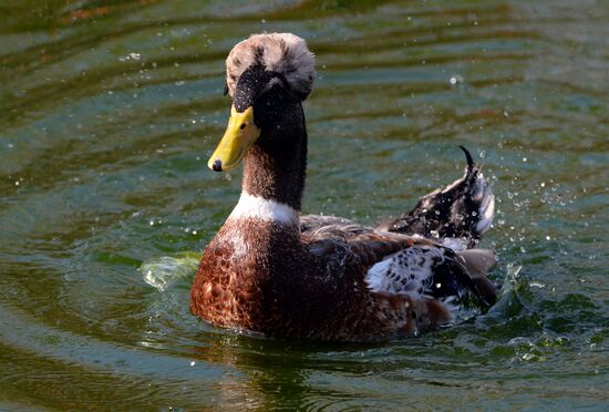 Профилактика распространения клещей в зоопарке "Роев ручей"