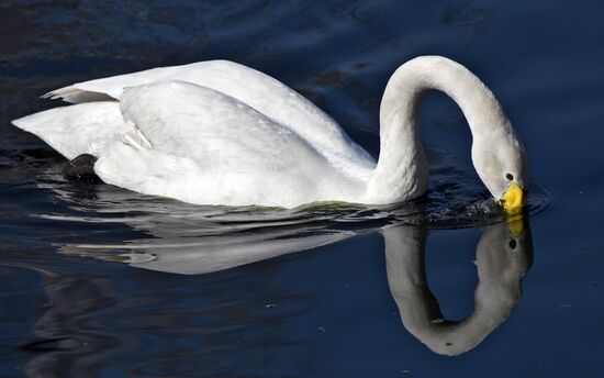 Профилактика распространения клещей в зоопарке "Роев ручей"