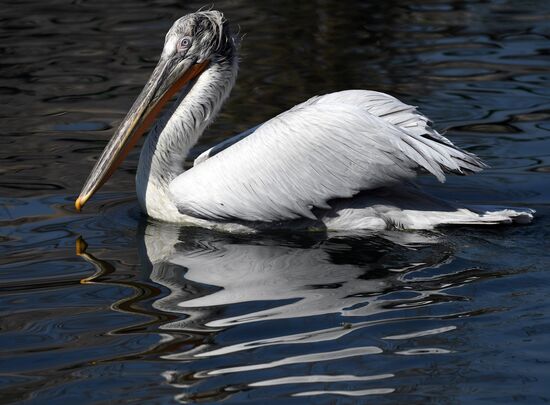 Профилактика распространения клещей в зоопарке "Роев ручей"