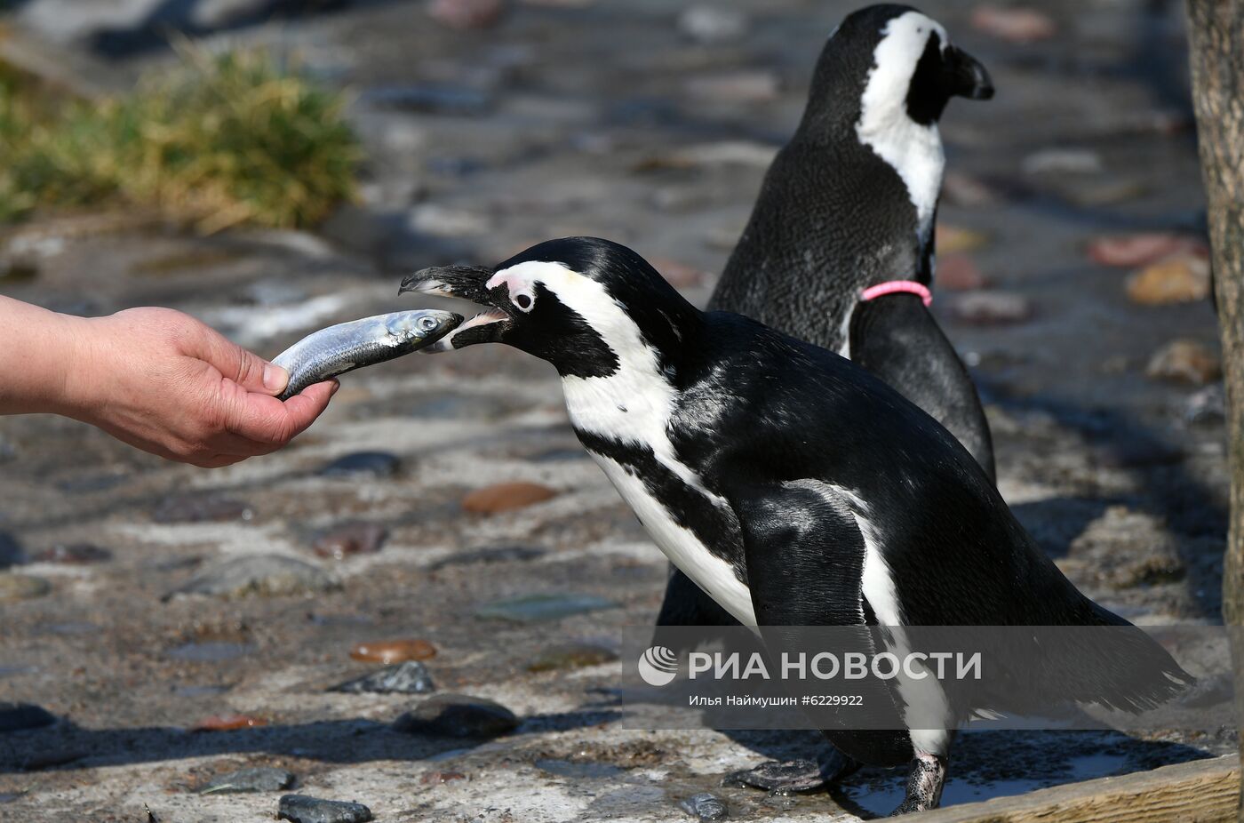 Профилактика распространения клещей в зоопарке "Роев ручей"