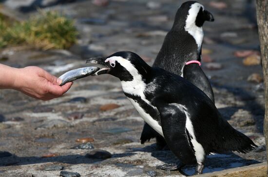 Профилактика распространения клещей в зоопарке "Роев ручей"