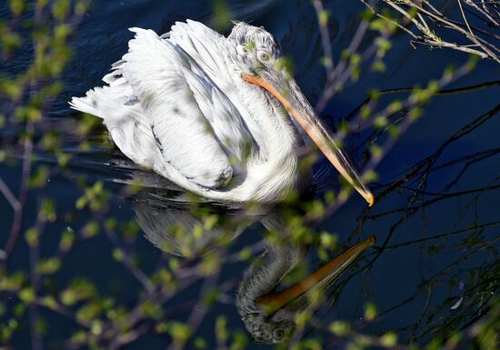 Профилактика распространения клещей в зоопарке "Роев ручей"