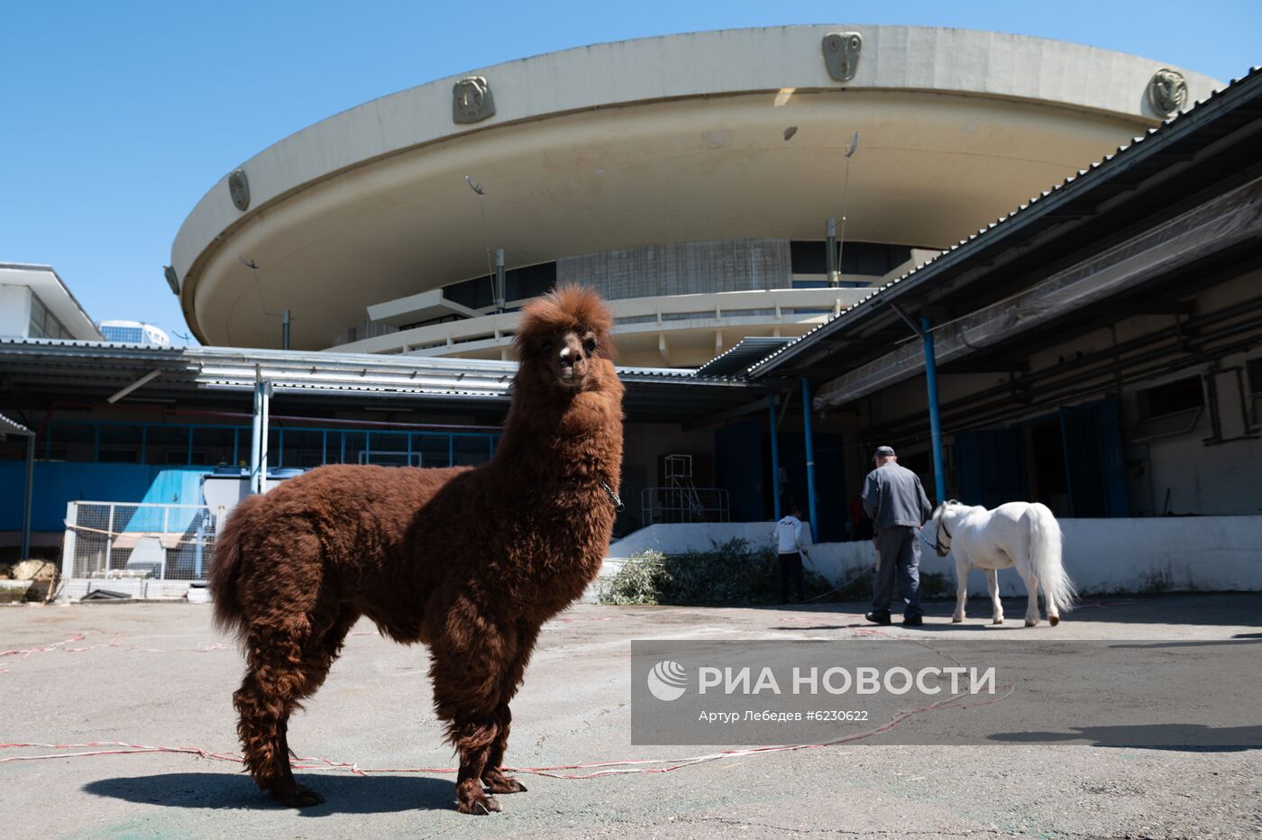 Сочинский цирк в период пандемии коронавируса