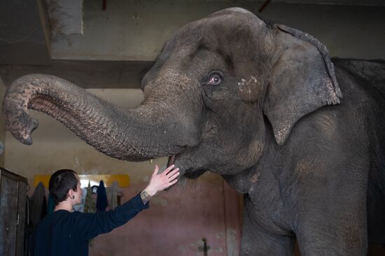 Сочинский цирк в период пандемии коронавируса