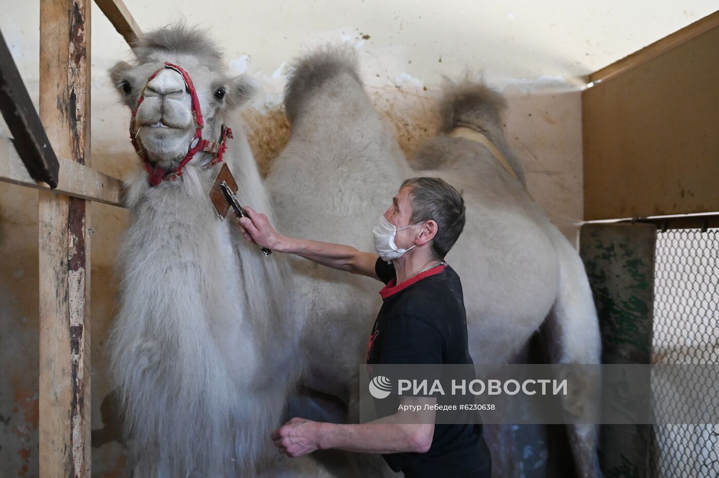 Сочинский цирк в период пандемии коронавируса