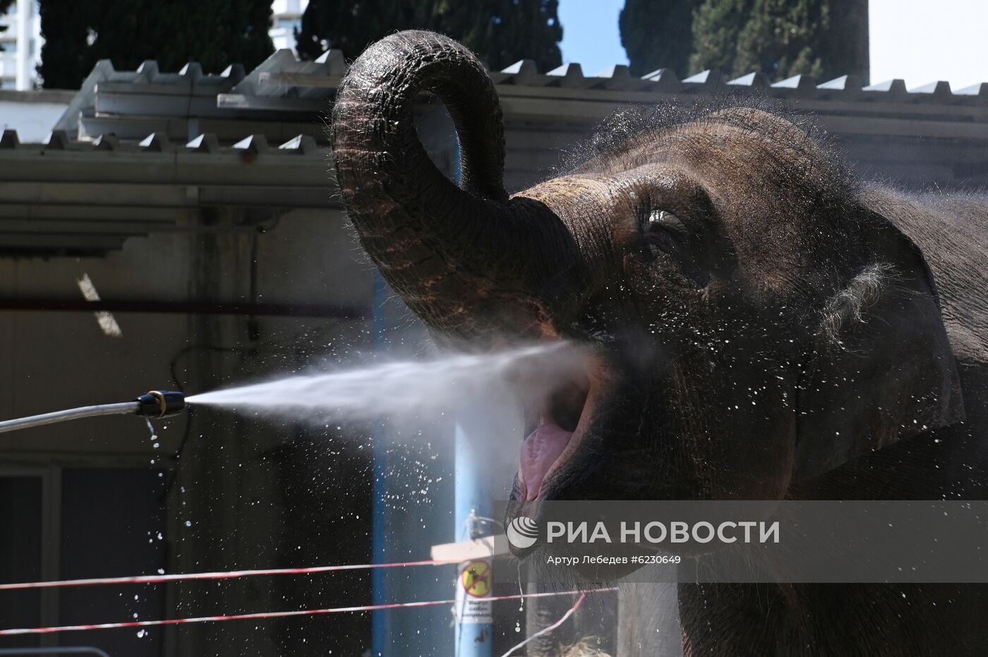 Сочинский цирк в период пандемии коронавируса