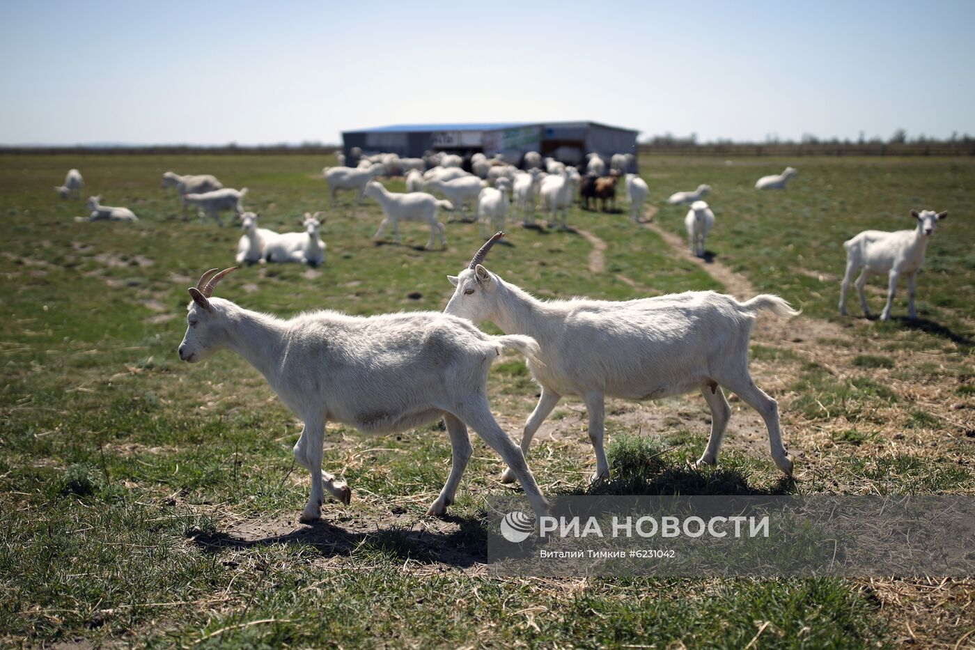 Фермерское хозяйство "Коза-Хутор" в Краснодарском крае