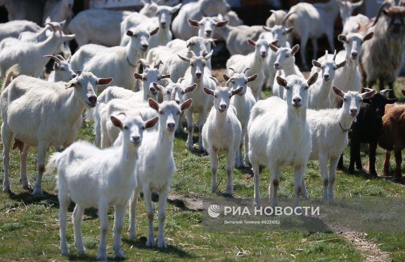 Фермерское хозяйство "Коза-Хутор" в Краснодарском крае