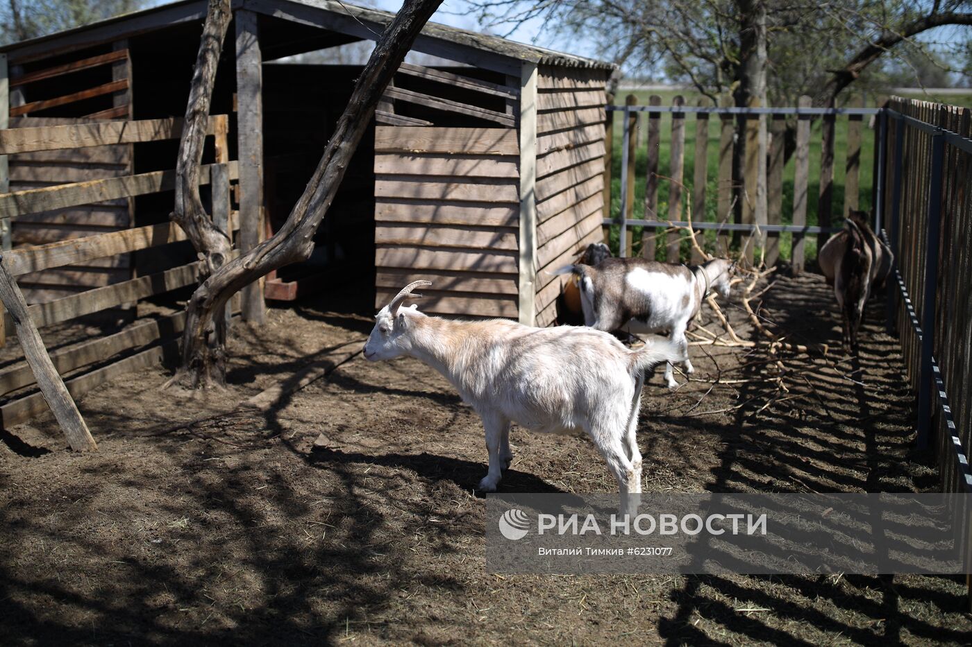 Фермерское хозяйство "Коза-Хутор" в Краснодарском крае