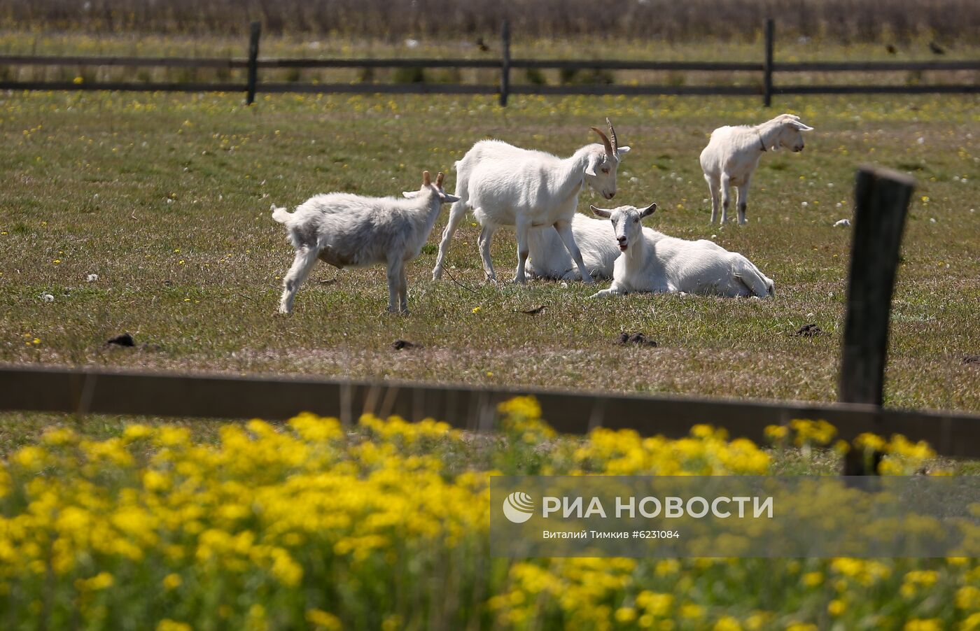 Фермерское хозяйство "Коза-Хутор" в Краснодарском крае