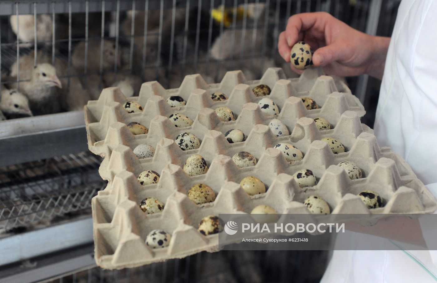 Перепелиная ферма в Тамбовской области