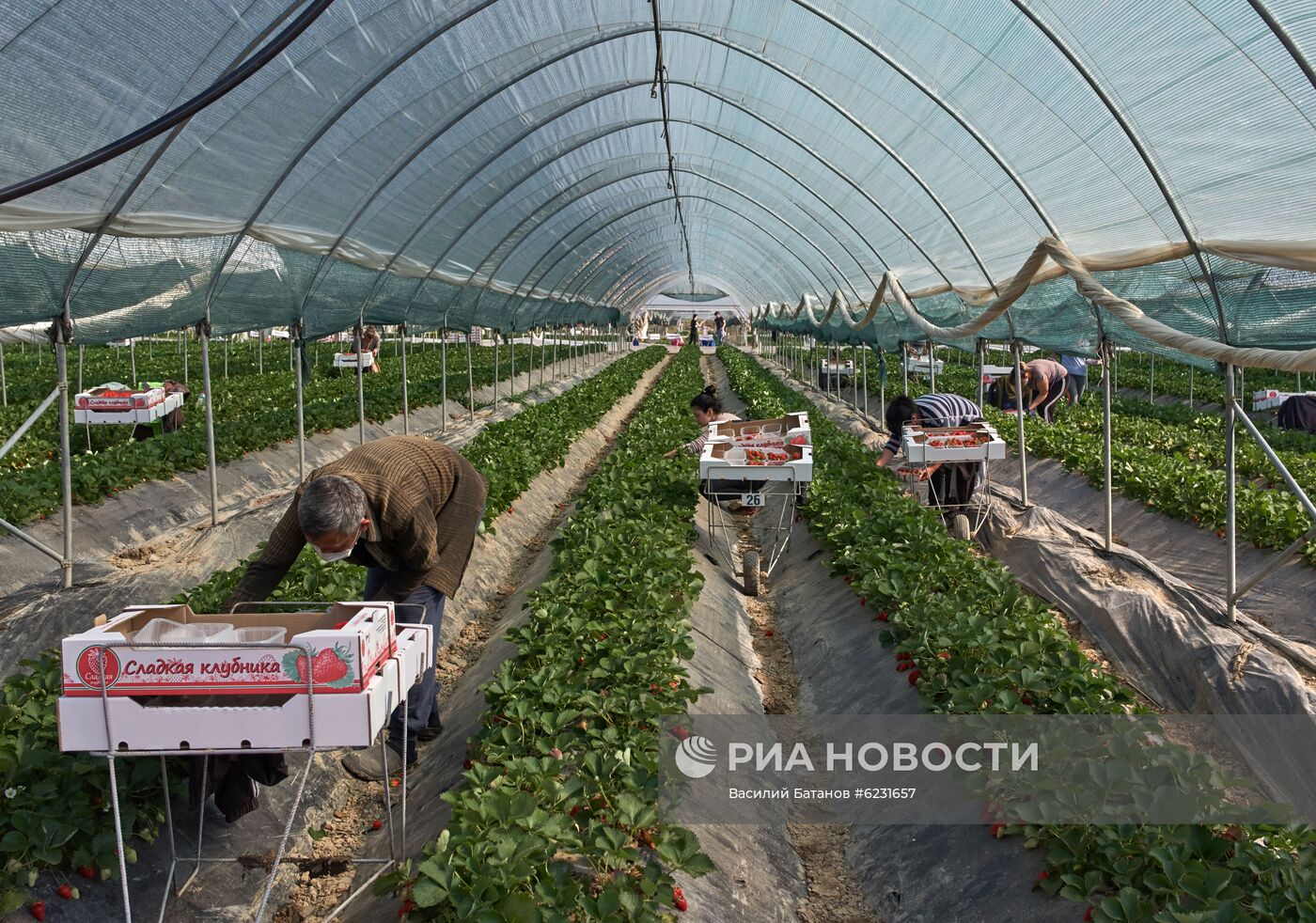 Сбор урожая клубники в Крыму
