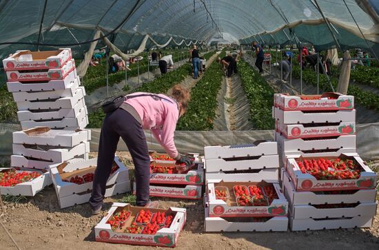 Сбор урожая клубники в Крыму